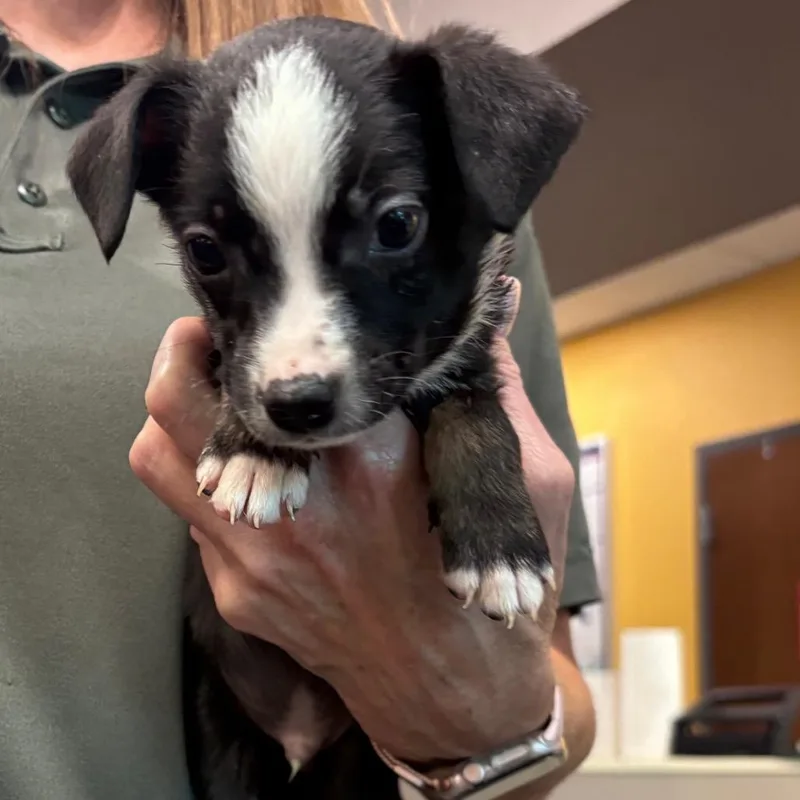 A baby small-sized male Jack Russell Terrier dog named Ezra for adoption in Bend, OR