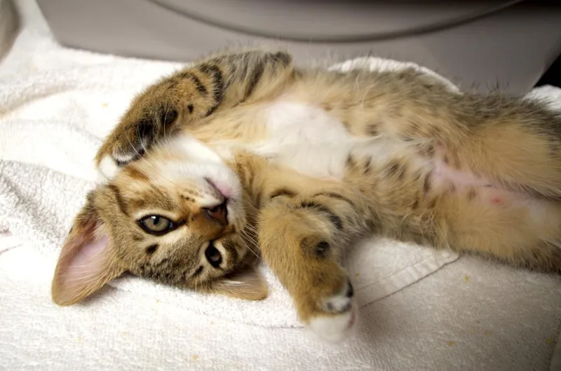 A baby medium-sized male Domestic Long Hair cat named Johnson for adoption in Shoreline, WA
