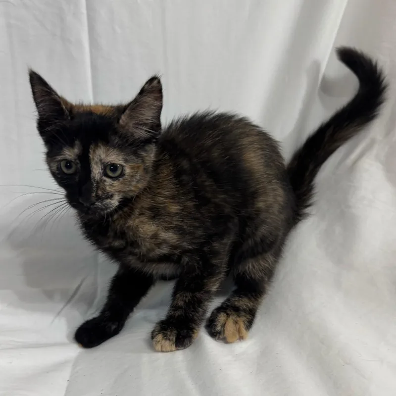 A baby small-sized female Tortoiseshell Domestic Short Hair cat named Juliette for adoption in Sunnyvale, CA