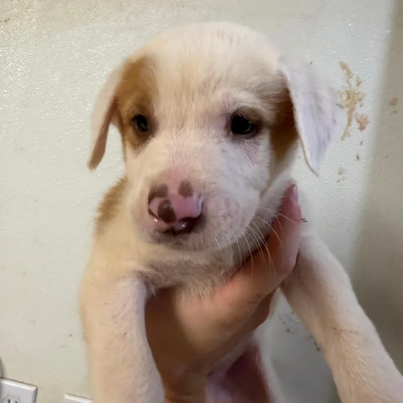 A baby small-sized male White / Cream Australian Shepherd dog named Comet for adoption in Stillwater, OK