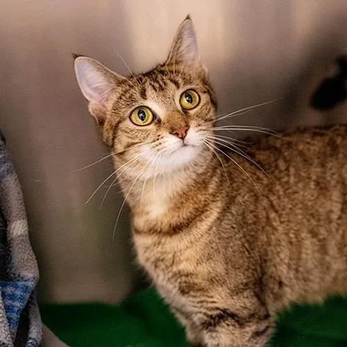 An adult medium-sized female Gray / Blue / Silver Domestic Short Hair cat named Bubbles for adoption in Brockton, MA