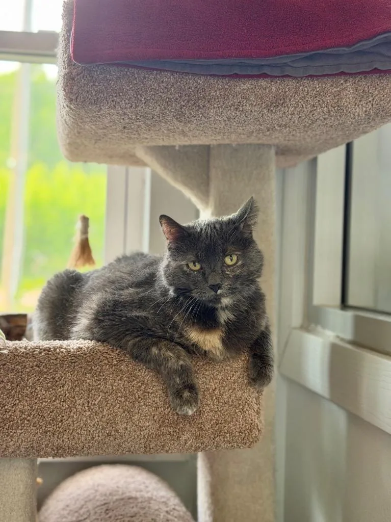 A senior medium-sized female Domestic Short Hair cat named Issy for adoption in Menomonie, WI
