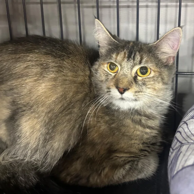 A young medium-sized female Torbie Domestic Long Hair cat named Dolly Purrton for adoption in Woodbury, NJ