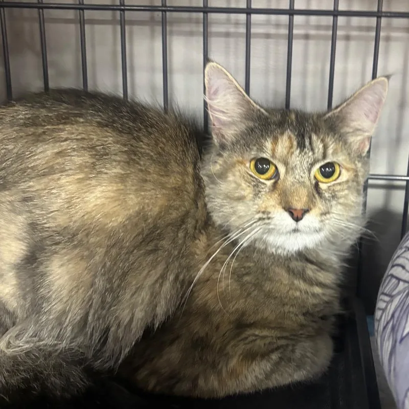 Dolly Purrton thumbnail 2