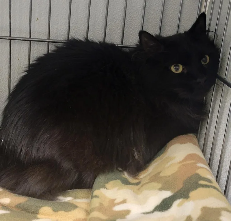 Salem