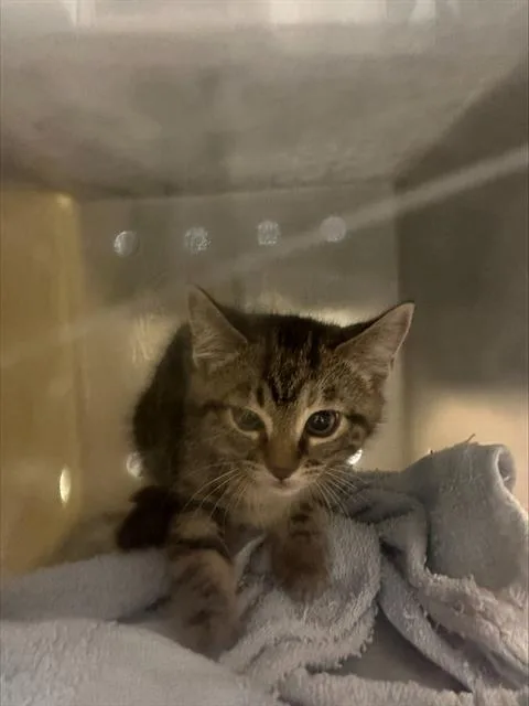 A baby small-sized female Domestic Short Hair cat named Judy for adoption in Kent, WA