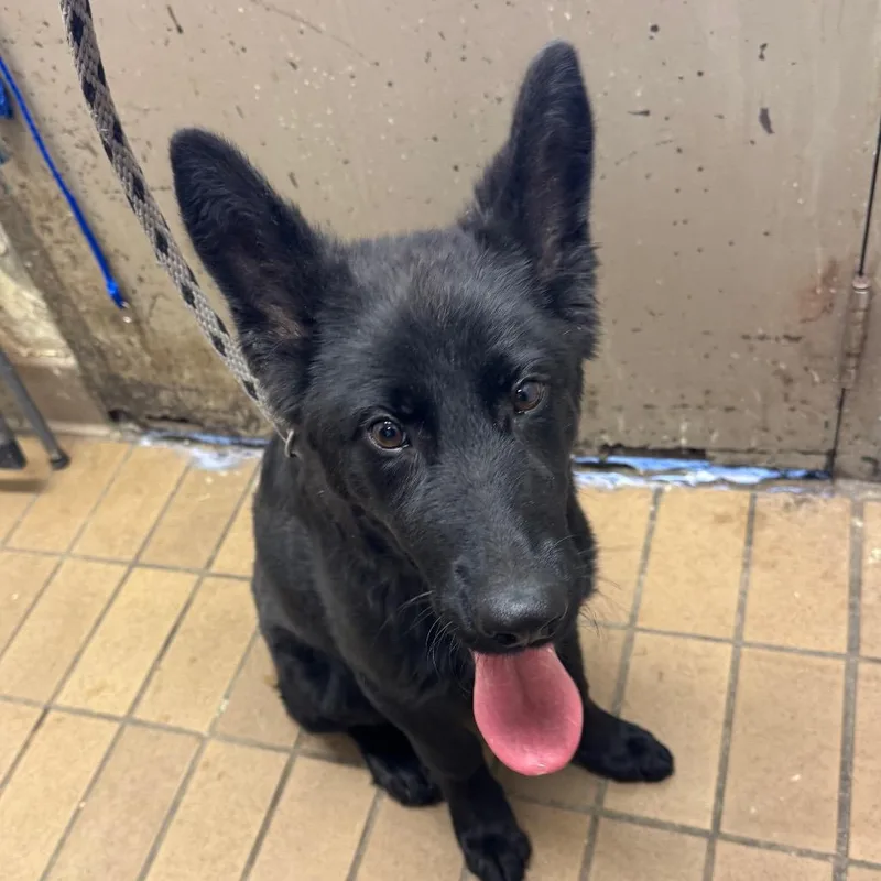 A young medium-sized male Black Shepherd dog named Eli for adoption in Birmingham, AL