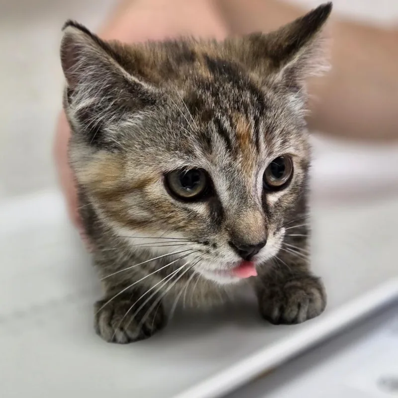 A baby small-sized female Torbie Domestic Short Hair cat named Rory for adoption in Charleston, WV
