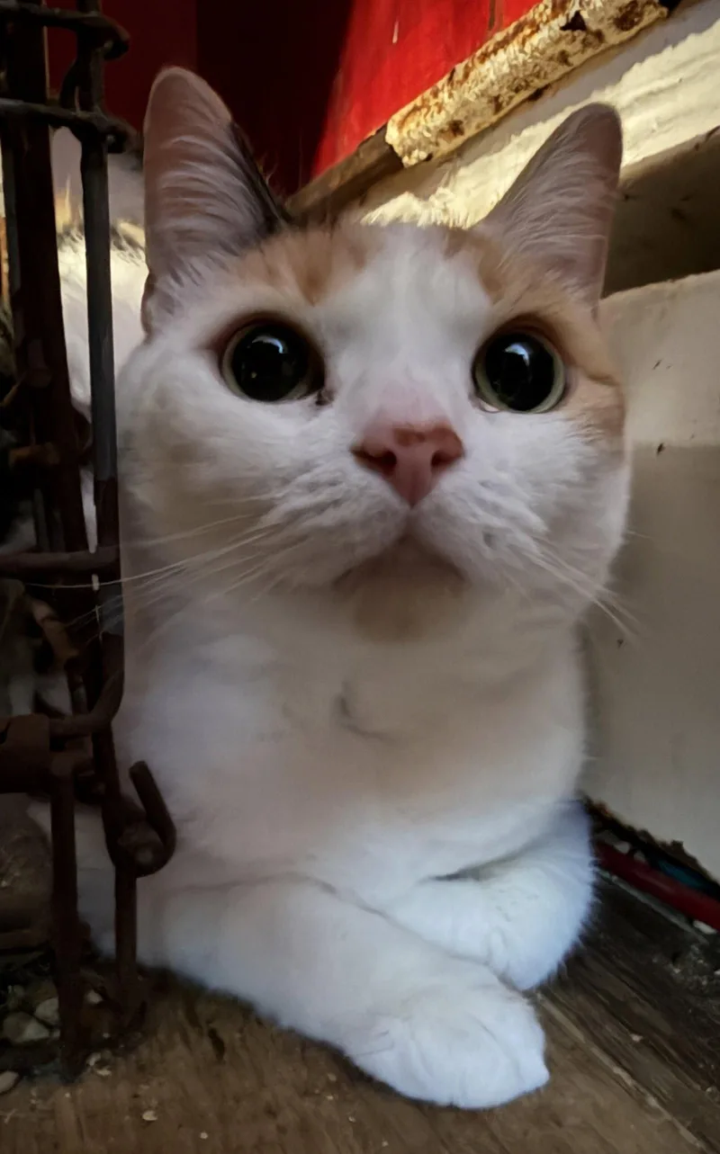 An adult medium-sized female Domestic Short Hair cat named Faith for adoption in Broomall, PA