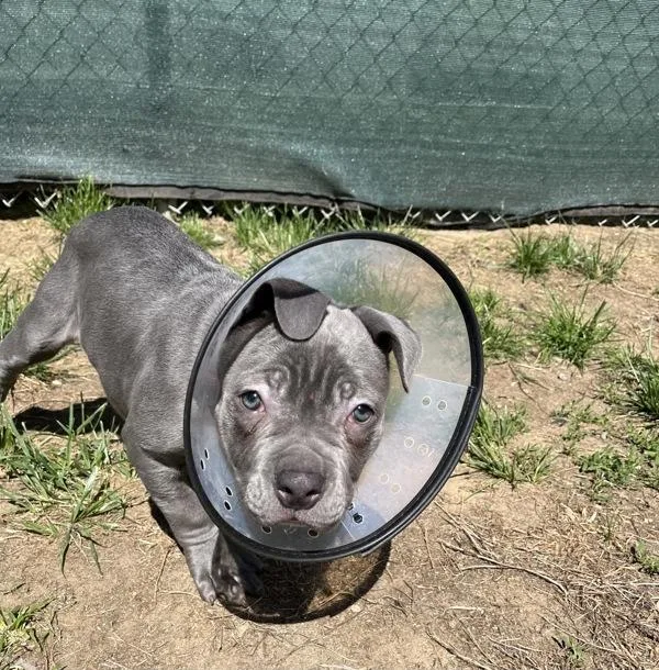 A baby medium-sized male Staffordshire Bull Terrier dog named Dude for adoption in Stratham, NH