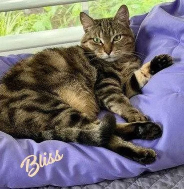 An adult large-sized female Tabby cat named Bliss Classictabby for adoption in Houston, TX