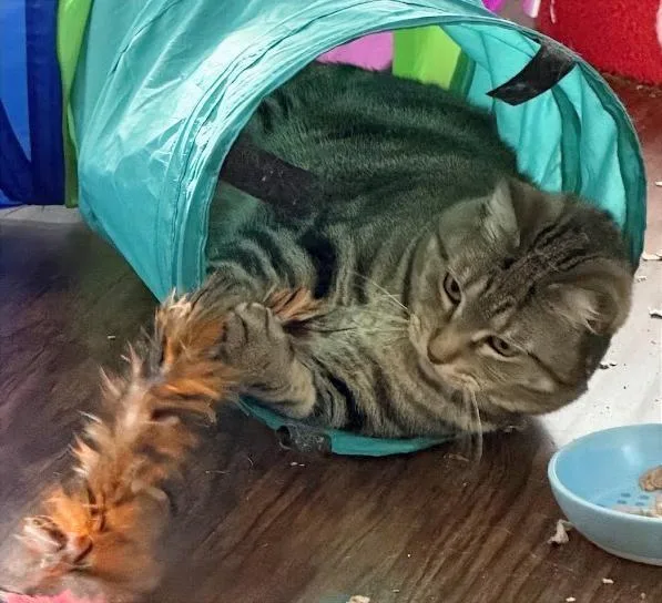Bliss Classictabby thumbnail 2