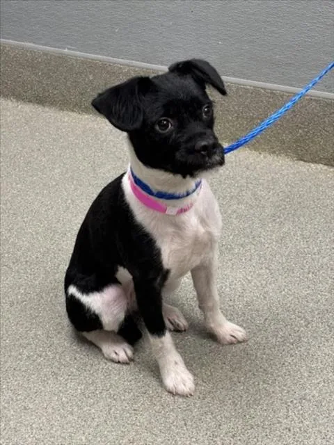 A young small-sized female Terrier dog named Latto for adoption in Las Vegas, NV