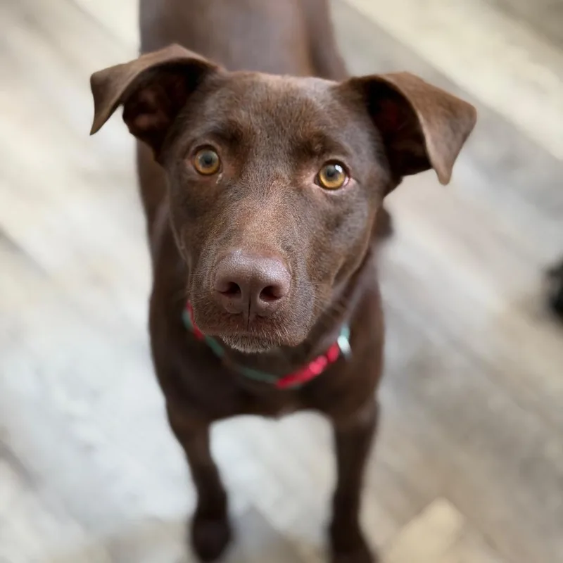 A young medium-sized male Brown / Chocolate Chocolate Labrador Retriever dog named Percy for adoption in New Orleans, LA