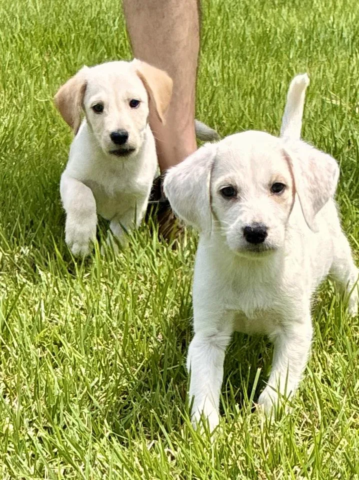 A baby medium-sized male White / Cream Golden Retriever dog named Bob And Ben for adoption in Cordova, TN