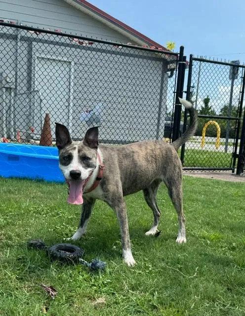 An adult large-sized female Brindle Pit Bull Terrier dog named Bayou for adoption in Lynn Haven, FL