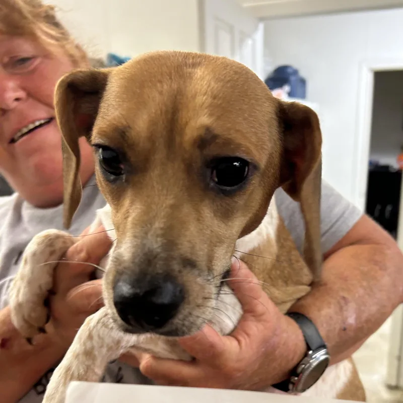 A young medium-sized male Beagle dog named Betty for adoption in Blue Springs, MO