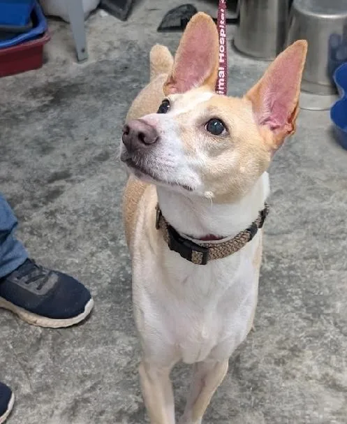 An adult medium-sized male Jack Russell Terrier dog named Joker for adoption in Aurora, IL