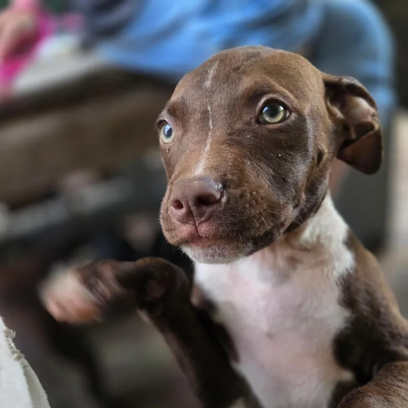 A baby small-sized male Brown / Chocolate Mixed Breed dog named Damon Salvatore for adoption in Charleston, WV