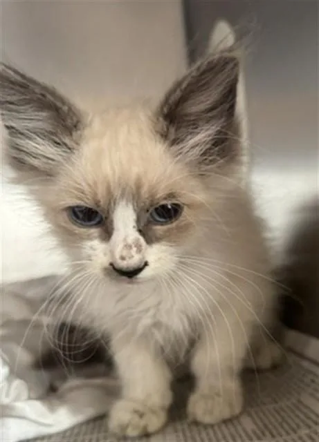A baby small-sized male Domestic Short Hair cat named Lun for adoption in Riverside, CA