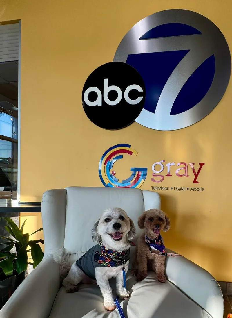 A senior small-sized male Havanese dog named Sparky for adoption in Indianapolis, IN