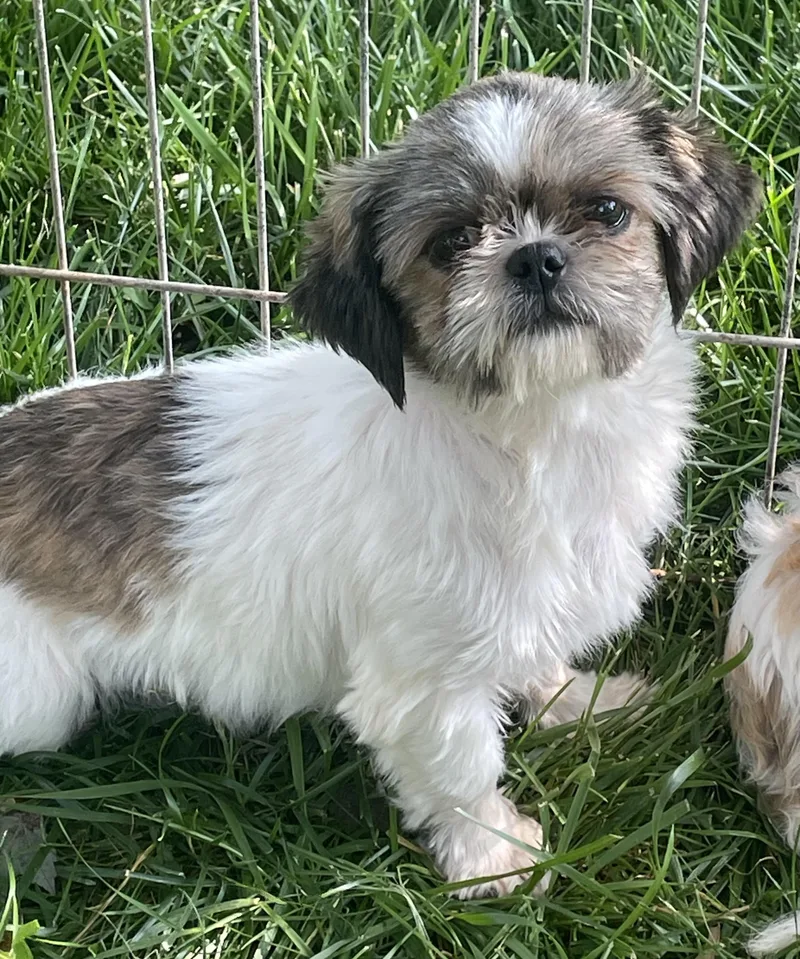An adult small-sized female Shih Tzu dog named Gracie for adoption in Overland Park, KS