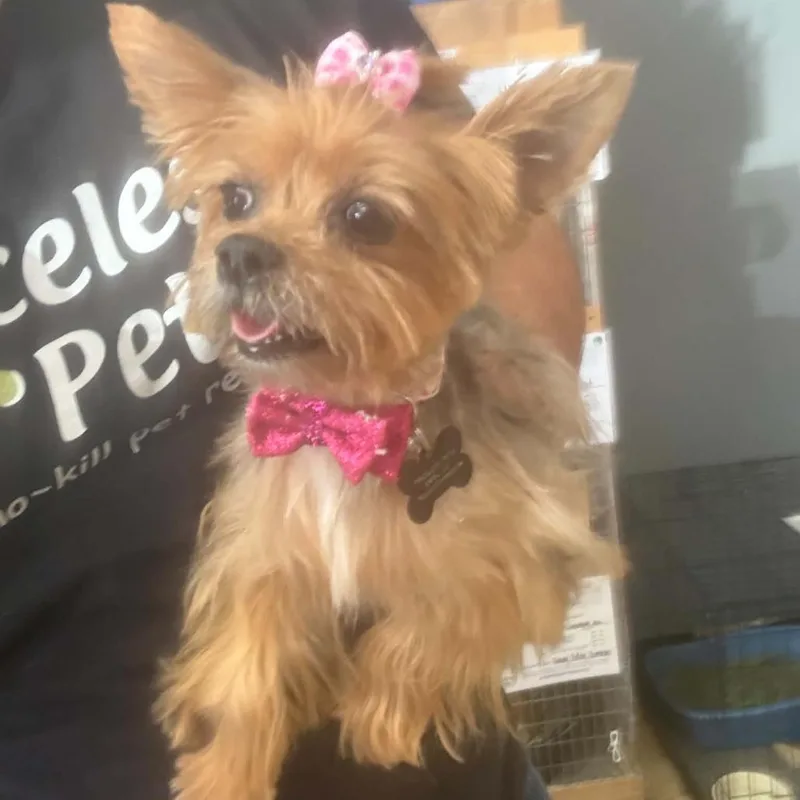An adult small-sized female Yellow / Tan / Blond / Fawn Yorkshire Terrier dog named Dorothy Chino Hills for adoption in Chino Hills, CA