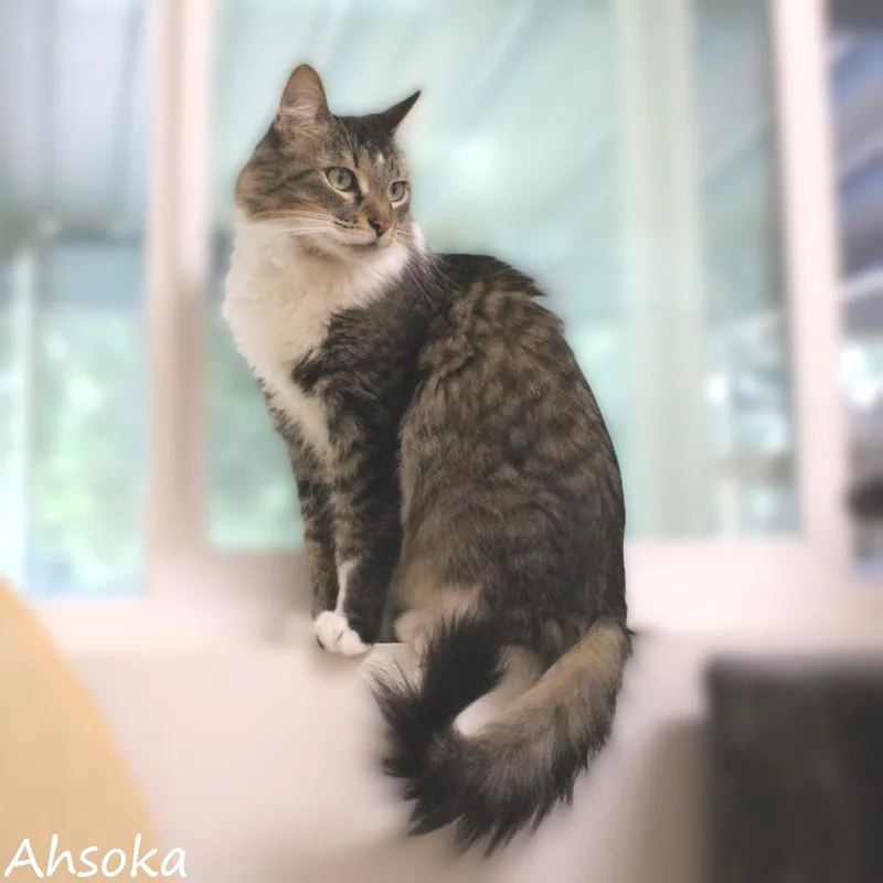 Ahsoka
