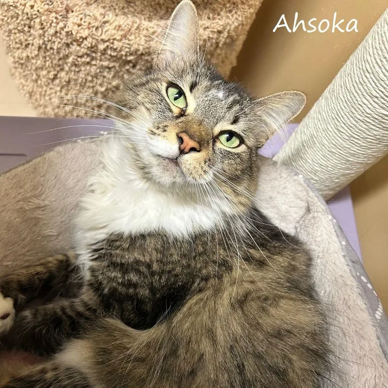 Ahsoka thumbnail 2