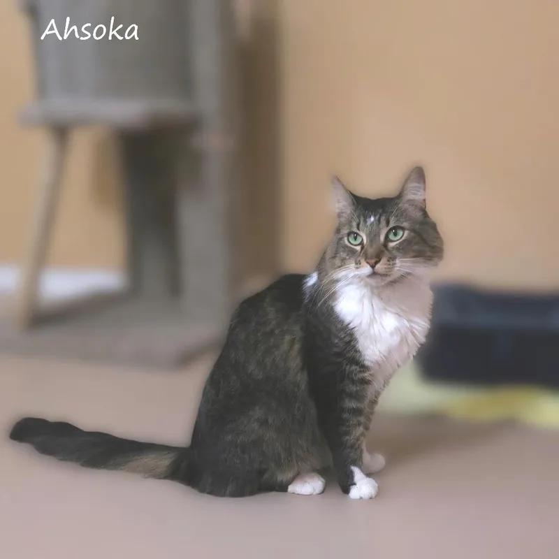 Ahsoka thumbnail 4