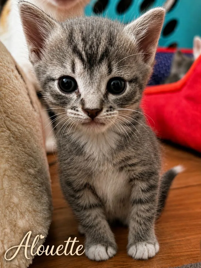 A baby small-sized female Domestic Short Hair cat named Alouette for adoption in East Ridge, TN