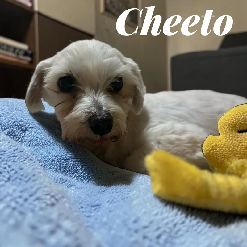 Cheeto