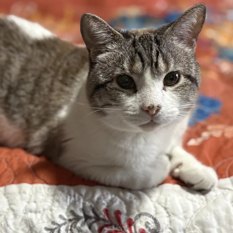 A senior medium-sized male American Shorthair cat named Phoenix for adoption in Johnson City, TN