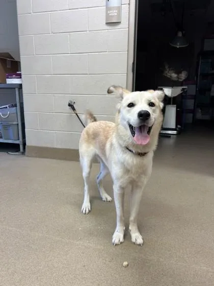 An adult medium-sized female Mixed Breed dog named Donut for adoption in Farmers Branch, TX