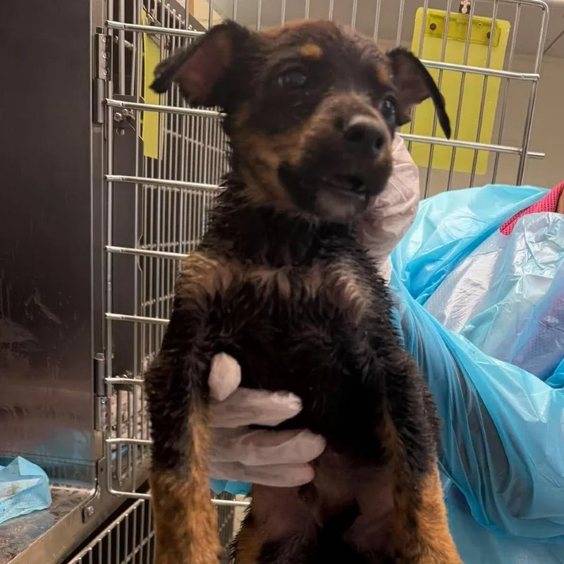 A baby small-sized male Australian Shepherd dog named Gabby for adoption in Bastrop, TX