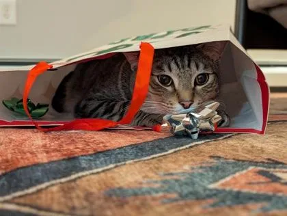 A senior medium-sized male Domestic Short Hair cat named Morty for adoption in Gwinn, MI