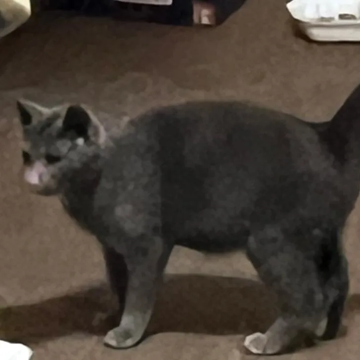 A young small-sized female Gray / Blue / Silver Domestic Short Hair cat named Vicky for adoption in Middle Village, NY