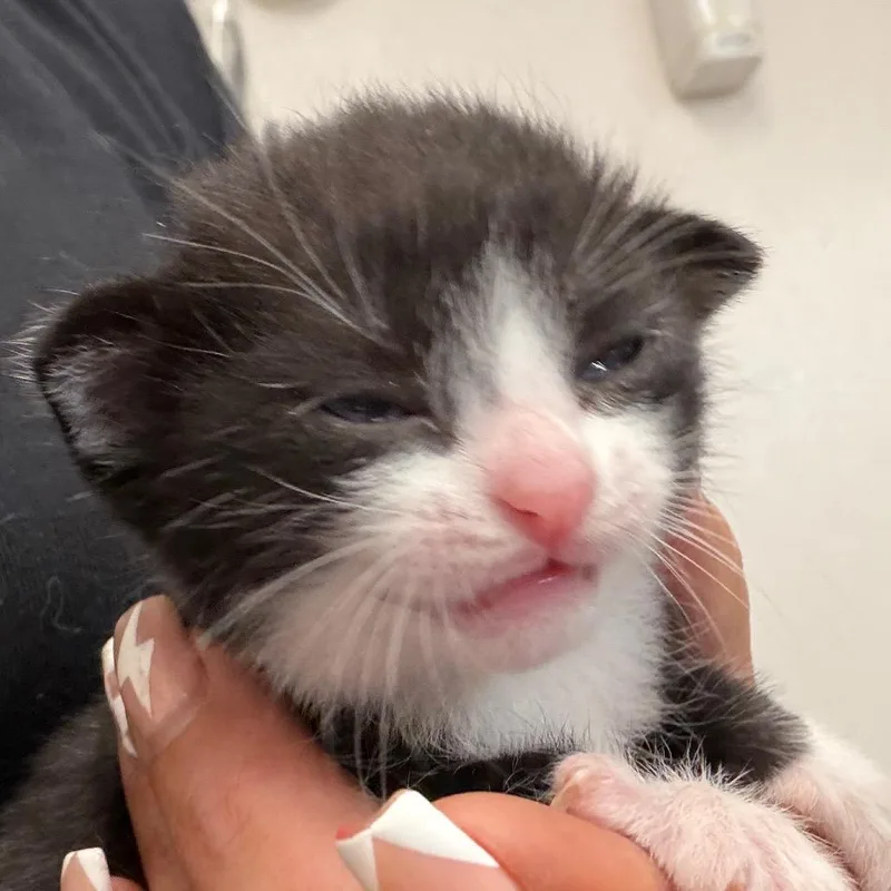 A baby small-sized female Black Domestic Short Hair cat named Candy for adoption in Lake Jackson, TX