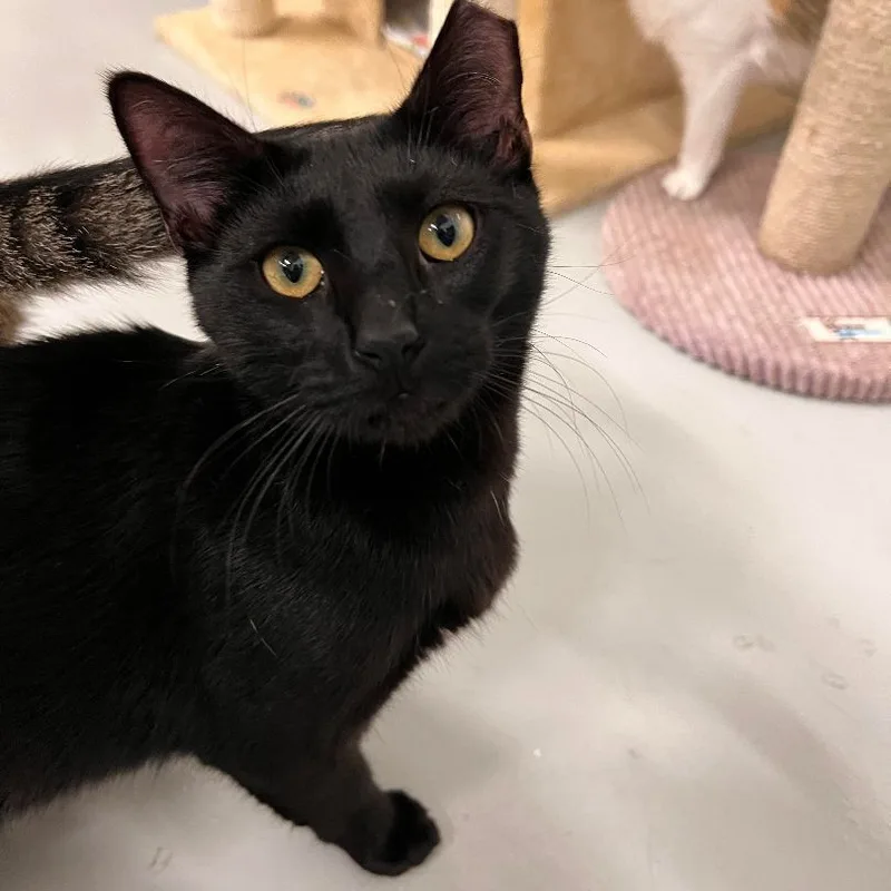 A young small-sized male Domestic Short Hair cat named George for adoption in West Palm Beach, FL