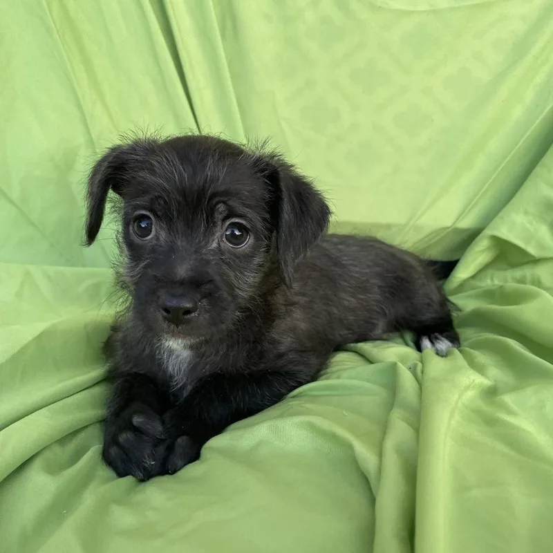 Ellie