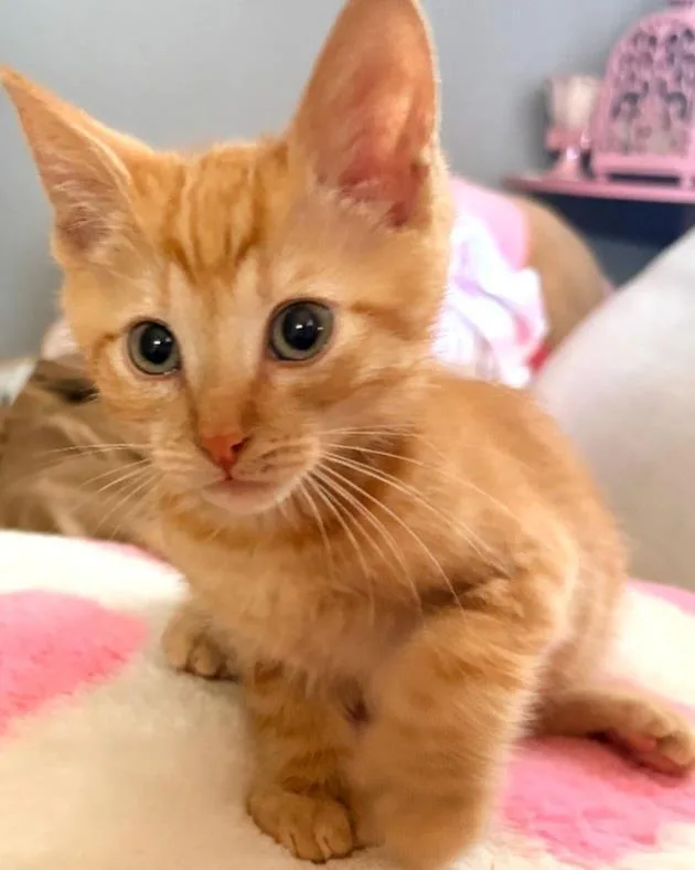 A baby small-sized male Orange / Red Domestic Short Hair cat named Tangerine for adoption in La Jolla, CA