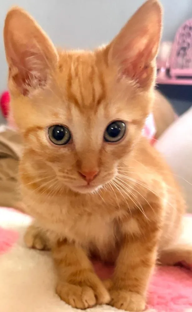 Tangerine thumbnail 2