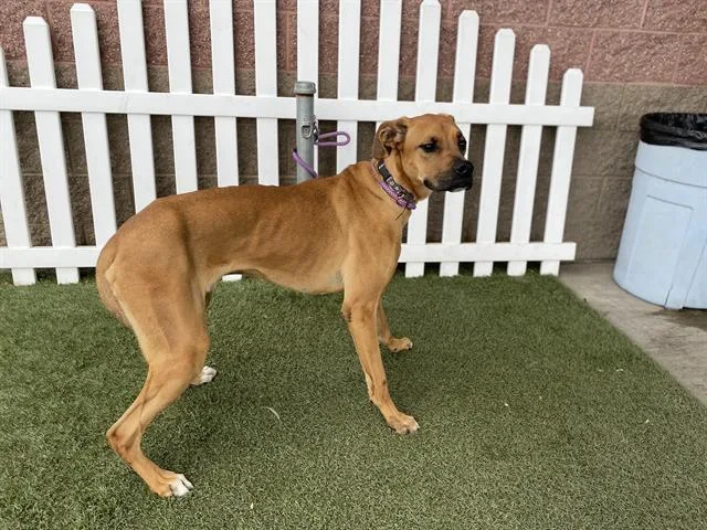 A young large-sized male Pit Bull Terrier dog named Zeus for adoption in Modesto, CA