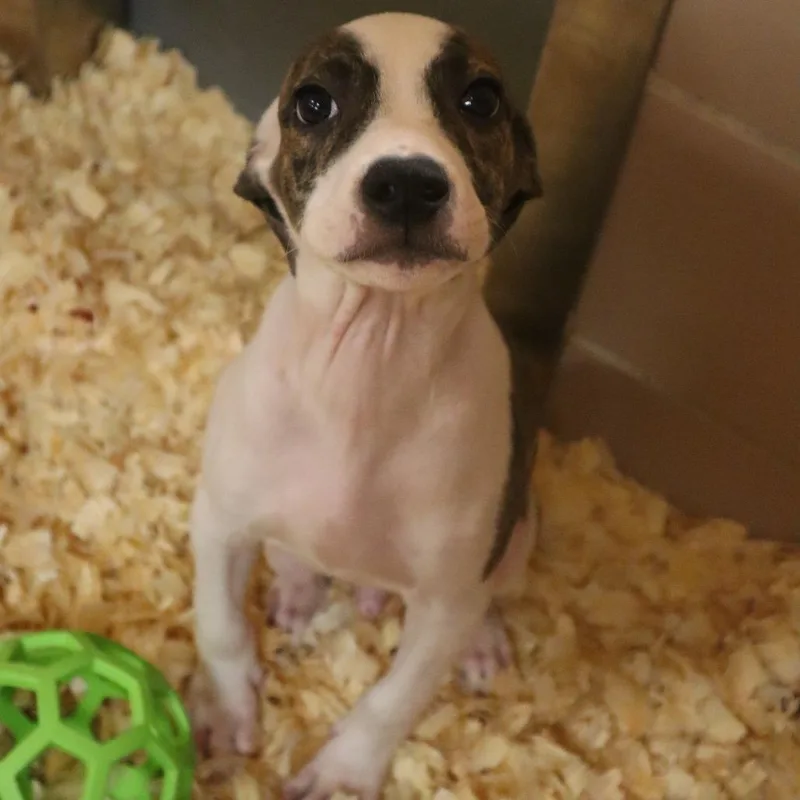 A baby small-sized male Brindle Mixed Breed dog named Gilligan for adoption in Waukesha, WI