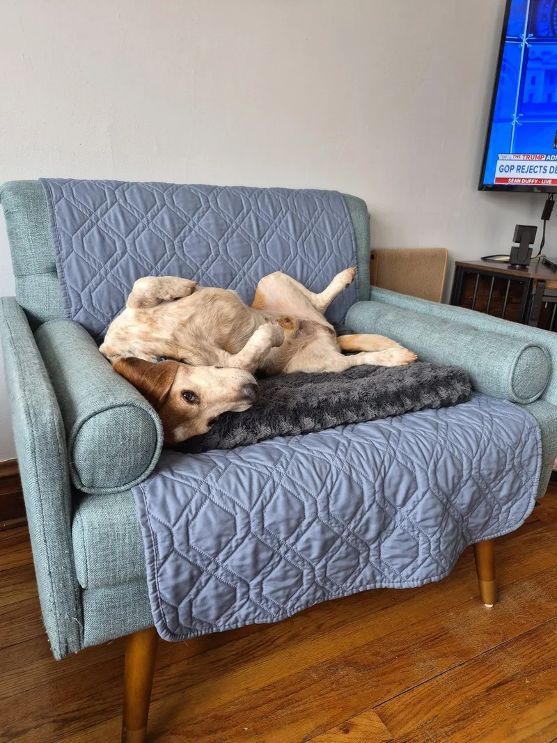An adult medium-sized male Beagle dog named Festus for adoption in Knox, IN