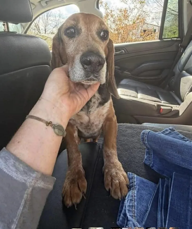 Meet Banjo — The thumbnail 3