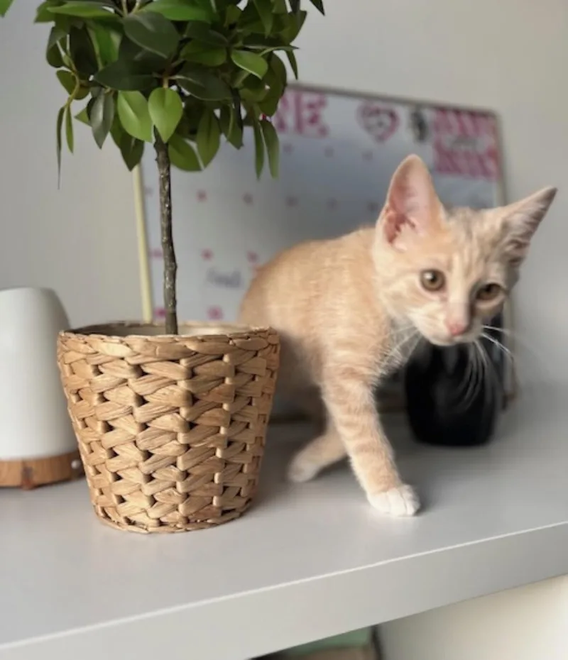 A young medium-sized male Orange / Red Domestic Short Hair cat named Vito for adoption in North Babylon, NY