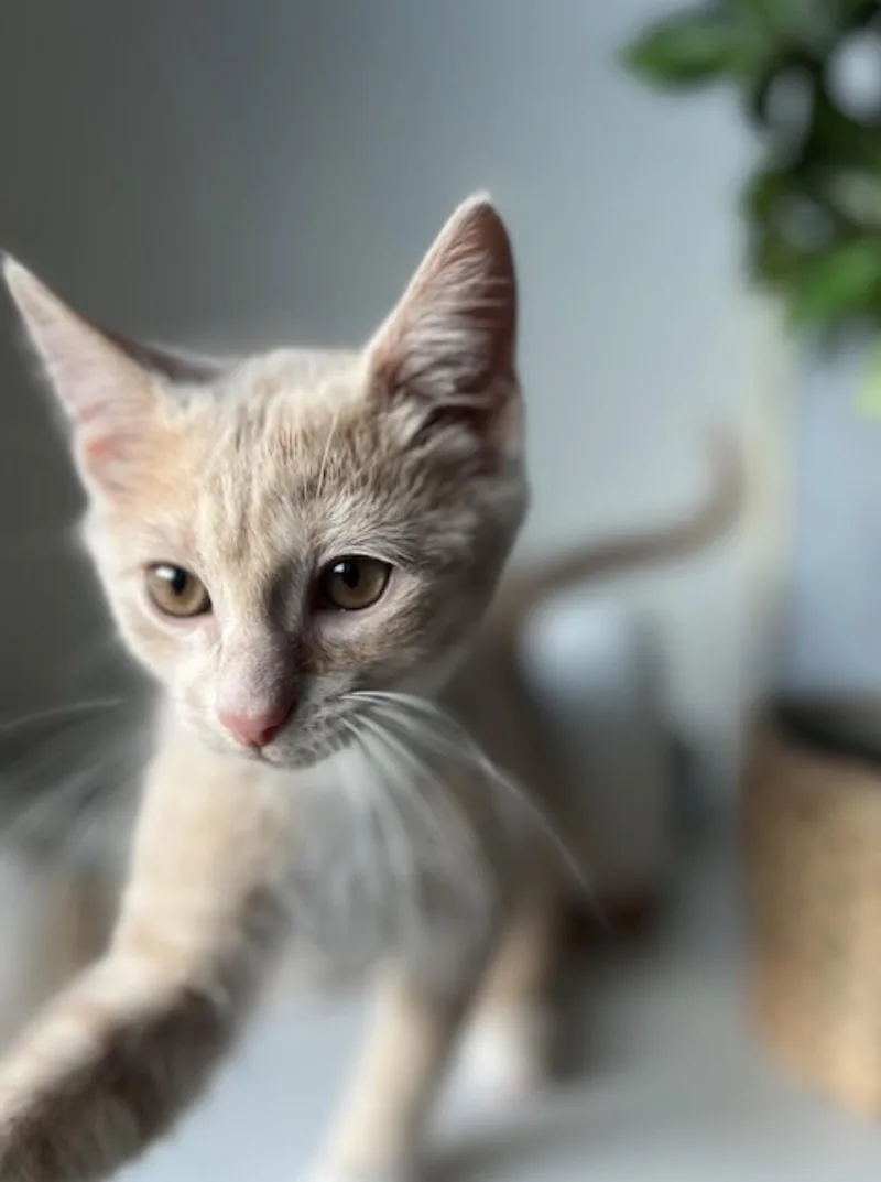 Vito thumbnail 2