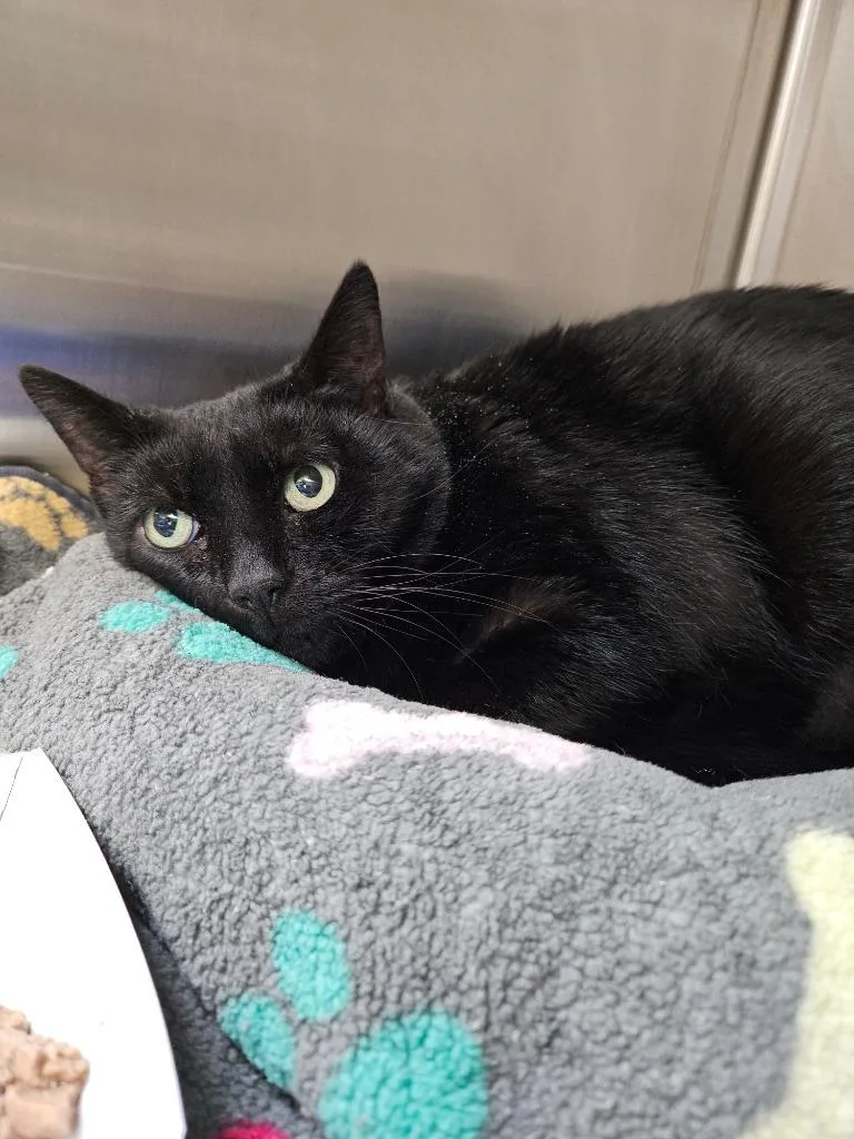 Mosa Icc thumbnail 2