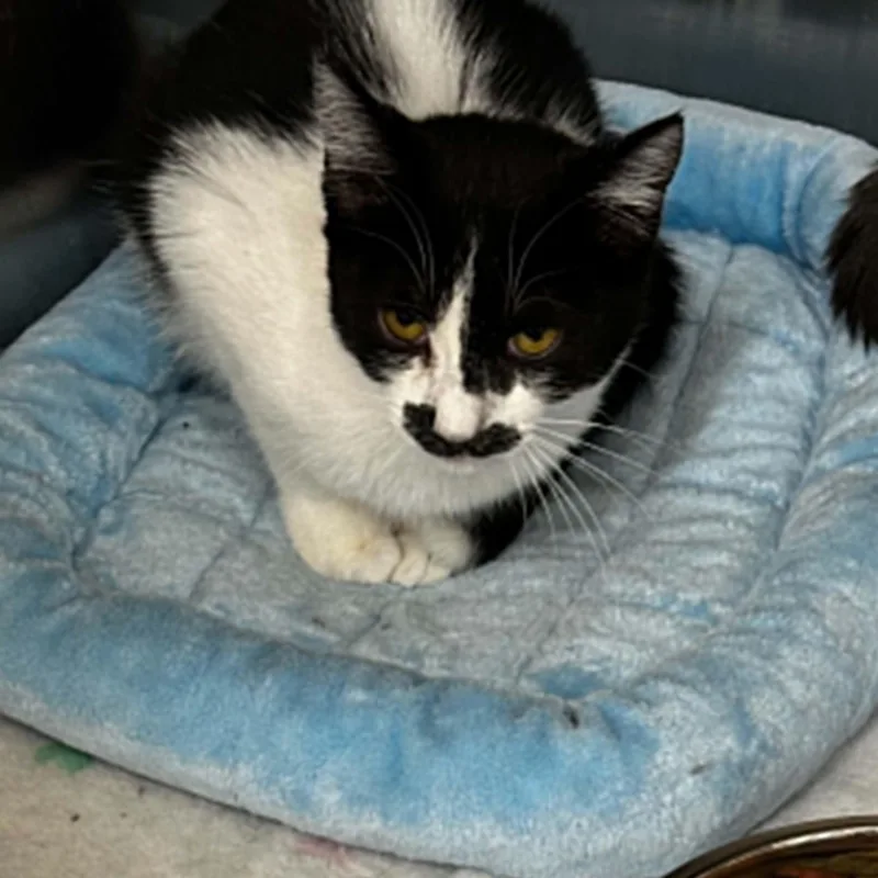 A young small-sized female Black Domestic Short Hair cat named Lily for adoption in Antioch, CA